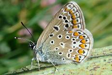 Scopula rubrolineata - Himmelblauer Bläuling